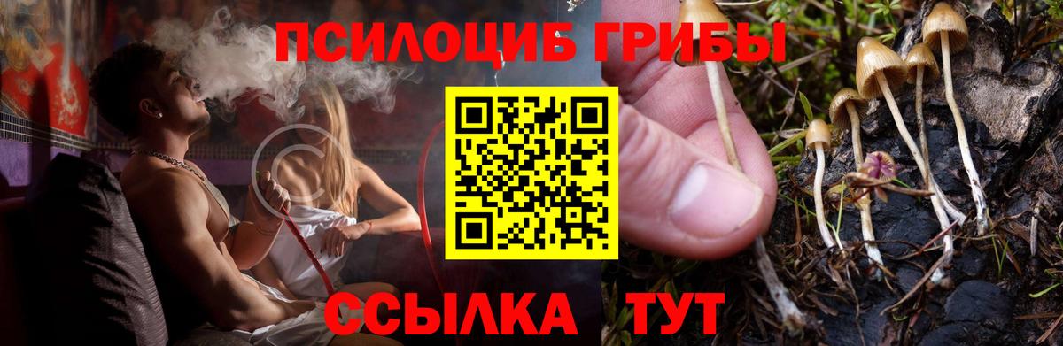Псилоцибиновые грибы Psilocybe  Вход с VPN  Асино  Псилоцибиновые грибы GOLDEN TEACHER 